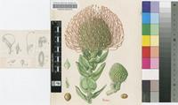 Leucospermum nutans R.Br.