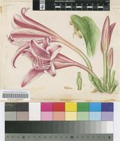 Crinum delagoense I.Verd.