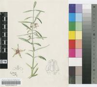 Tylophora coddii Bullock