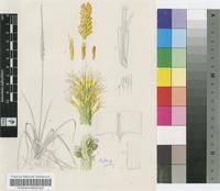 Kniphofia multiflora J.M.Wood & M.S.Evans