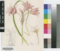 Crinum campanulatum Herb.