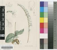 Holothrix orthoceras (Harv.) Rchb.f.