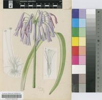 Agapanthus inapertus P.Beauv. subsp. inapertus