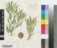 Leucadendron loranthifolium (Salisb. ex Knight) I.Williams