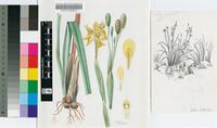 Moraea huttonii (Baker) Oberm.