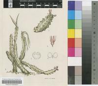 Caralluma incarnata (L.f.) N.E.Br.