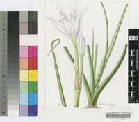 Crinum rautanenianum Schinz