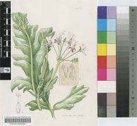 Pelargonium pulchellum Sims