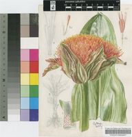 Haemanthus magnificus (Herb.) Herb.