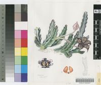 Stapelia villetiae C.A.Lückh.