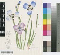 Aristea lugens (L.f.) Steud.