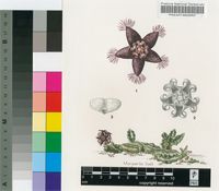Caralluma shadhbana Lavranos
