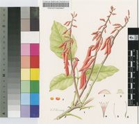 Erythrina senegalensis DC.