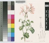 Pelargonium acetosum (L.) L'Hér.