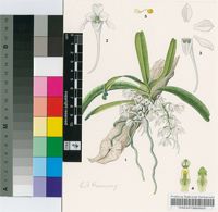 Mystacidium millarii Bolus