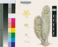 Trichocaulon alstonii N.E.Br.