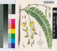Sesbania macrantha Welw. ex E.Phillips & Hutch. var. levis J.B.Gillett