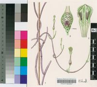 Ceropegia connivens R.A.Dyer forma connivens