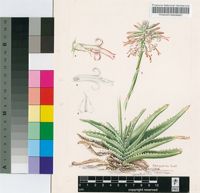 Aloe compressa H.Perrier var. schistophila H.Perrier