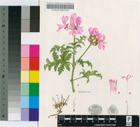 Pelargonium quercifolium (L.f.) L'Hér.