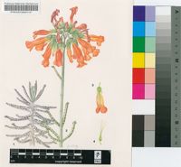 Bryophyllum tubiflorum Harv.