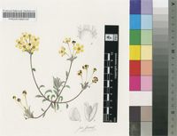 Zaluzianskya rubrostellata Hilliard & B.L.Burtt