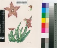 Stapelia immelmaniae Pillans