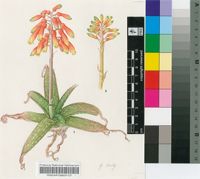 Aloe dumetorum B.Mathew & Brandham