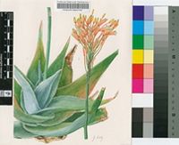 Aloe laeta A.Berger