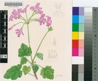 Pelargonium caylae Humbert