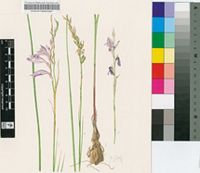 Gladiolus pretoriensis Kuntze