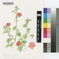 Hibiscus coddii Exell subsp. coddii