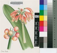 Clivia robusta B.G.Murray, Ran, De Lange, Hammett, Truter & Swanevelder