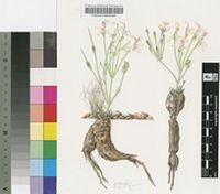 Pelargonium aestivale E.M.Marais