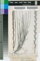 Lolium temulentum L.