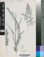 Holcus lanatus L.