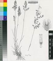 Melinis repens (Willd.) Zizka