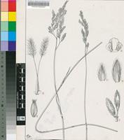 Digitaria flaccida Stapf