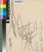 Stenotaphrum glabrum Trin.