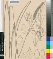 Setaria gerrardii Stapf