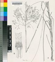 Pentameris longiglumis (Nees) Stapf