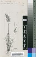 Poa vivipara (L.) Willd.