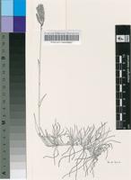 Polevansia rigida De Winter