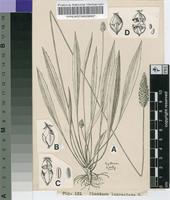 Plantago lanceolata L.