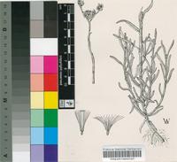 Gnaphalium luteo-album L.