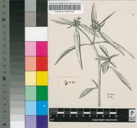 Euphorbia geniculata Ortega