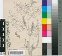Glycyrrhiza glabra L.