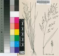 Eragrostis virescens J.Presl