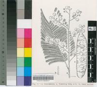 Acacia kamerunensis Gand.