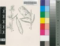 Acacia ogadensis Chiov.